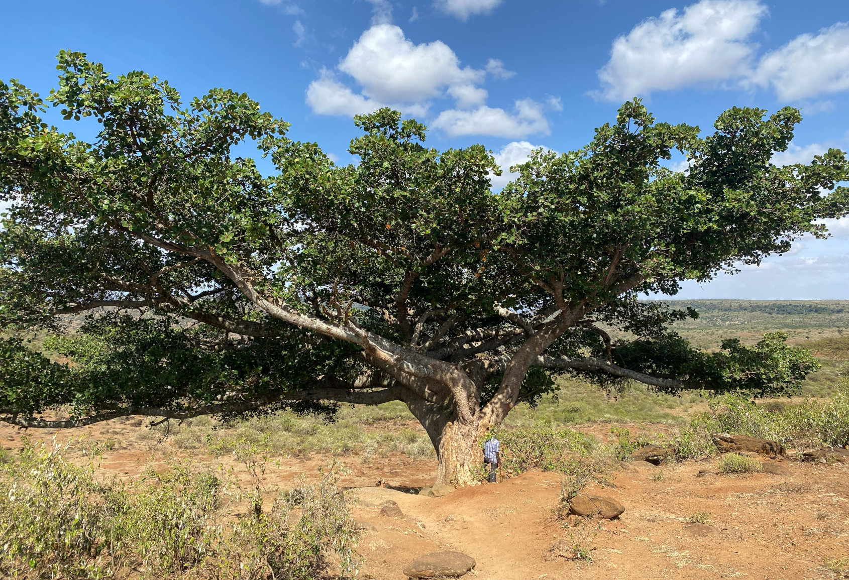 Fig Tree in Africa (Image Credit: Mike Rowley)