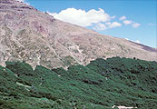 Nothofagus sp. treeline, Chile