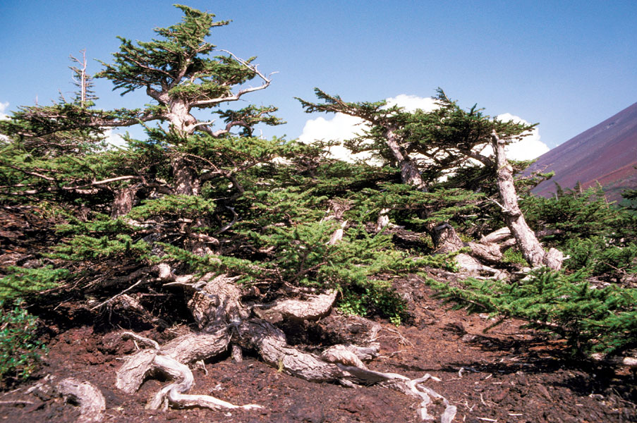 Abies-Tsuga-Pinus