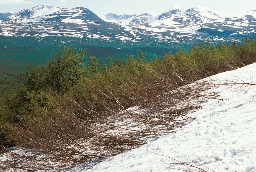 boreal/sub-arctic high elevation treeline