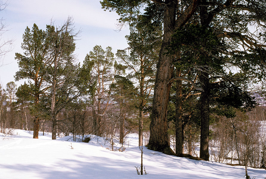 pine treeline