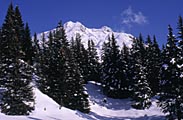 Subalpine Picea abies forest