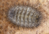 platypezidae