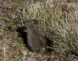 Abyssinian grass rat