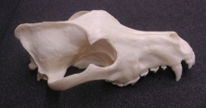 Skull of the Grey wolf