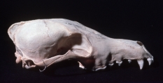 Skull of the Simian fox