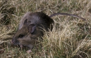 ethiopian narrow headed rat