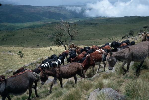 livestock_ethiopia