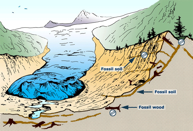 A typical glacier forefield with lateral moraines on both sides diagram