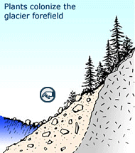 Plants colonize the glacier forefield