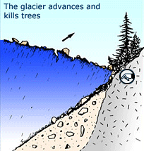 The glacier advances and kills trees