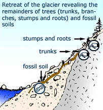 Retreat fo glacier revealing remainders of trees and fossil soils