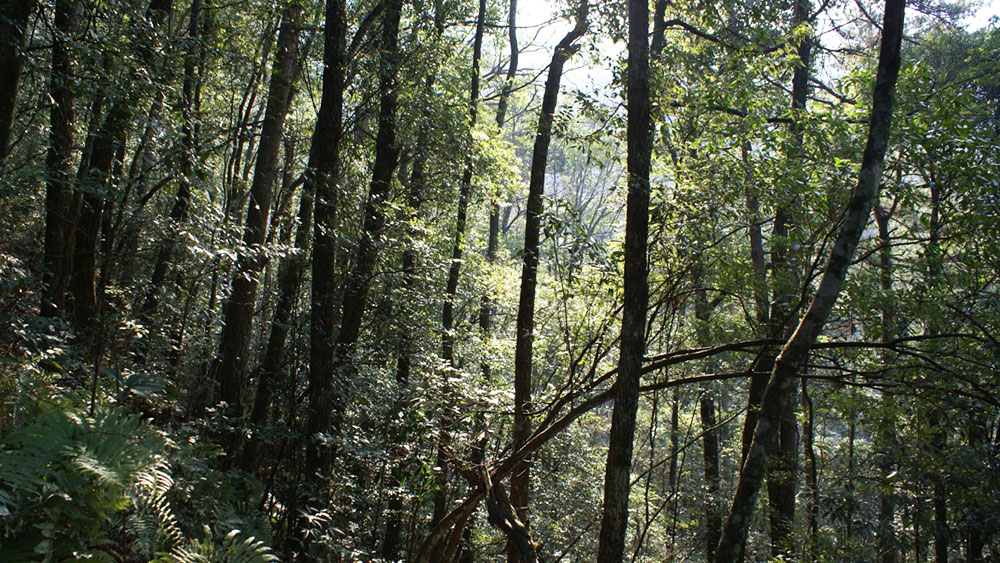 Mischwälder schlagen Monokulturen