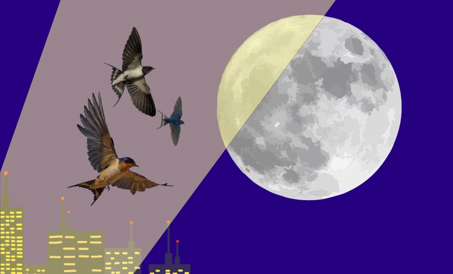 The influence of artificial illumination on nocturnal bird migration patterns