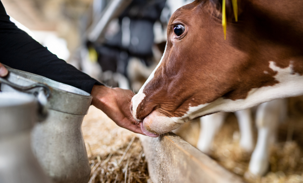 farmer and cow