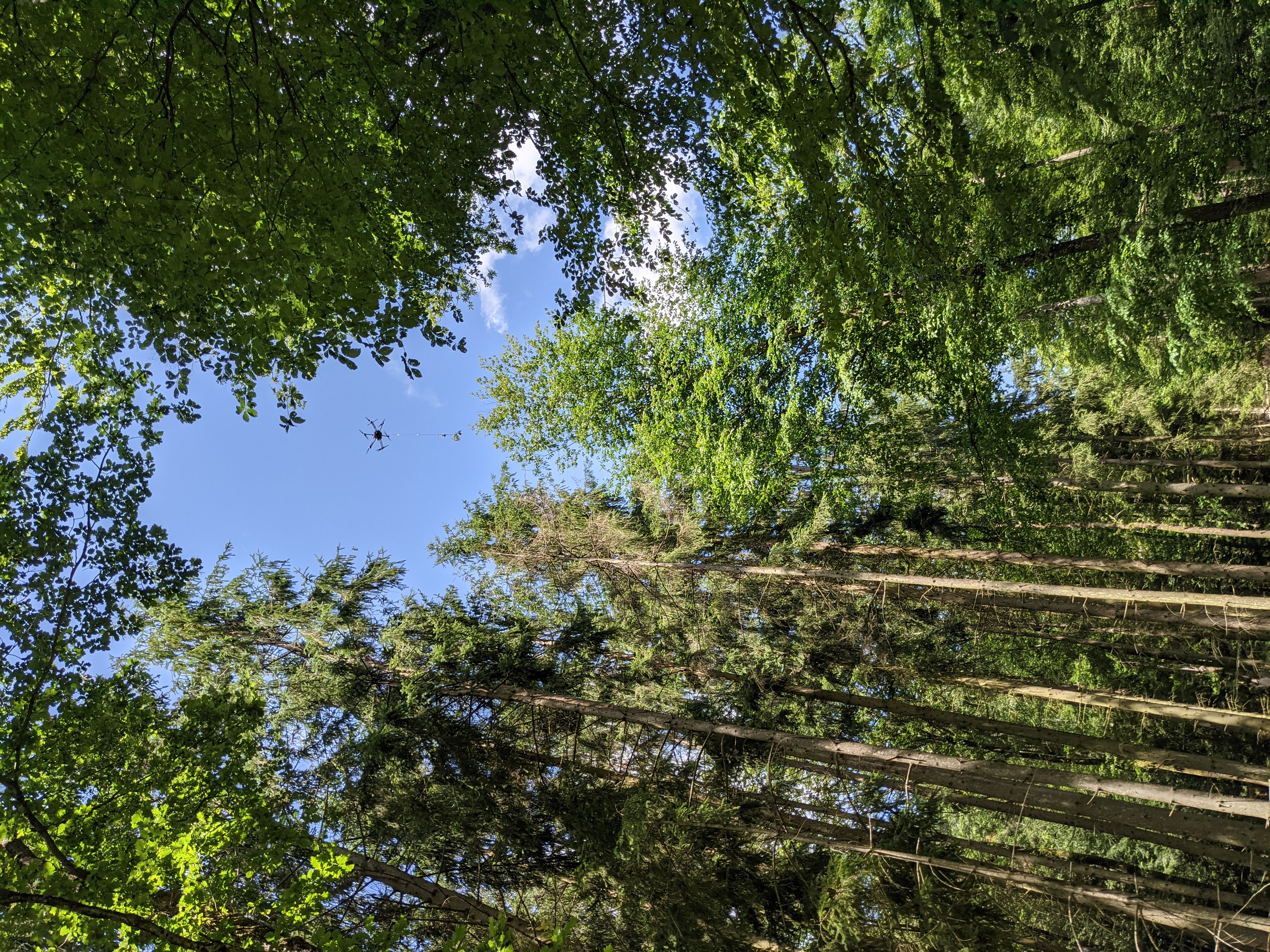 DeLeaves_Allenwiller_Meredith_Schuman