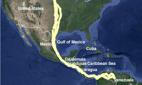 trajectories of turkey vultures