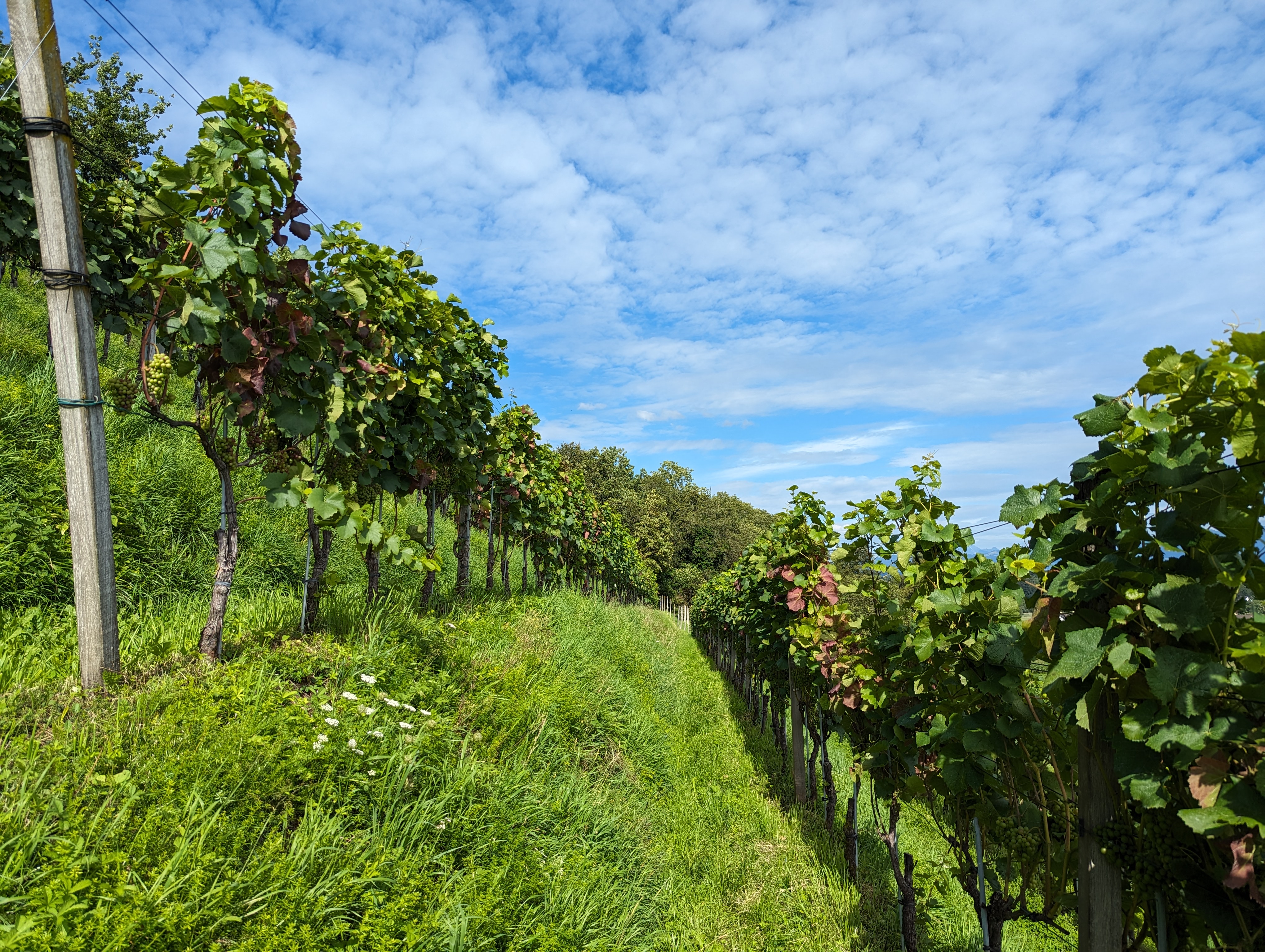 Ruetihof_Meredith_Schuman