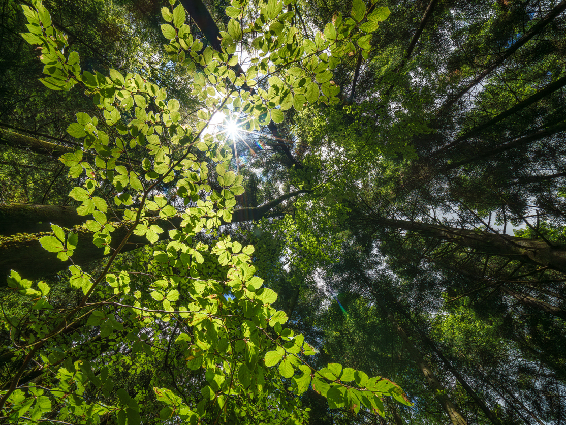 sun shinig through green leaves