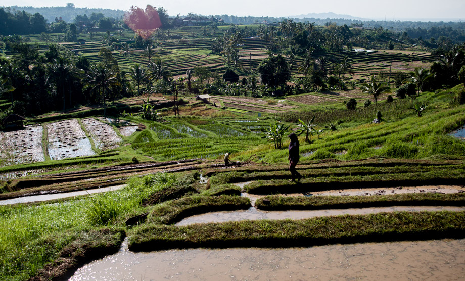 Rice terraces