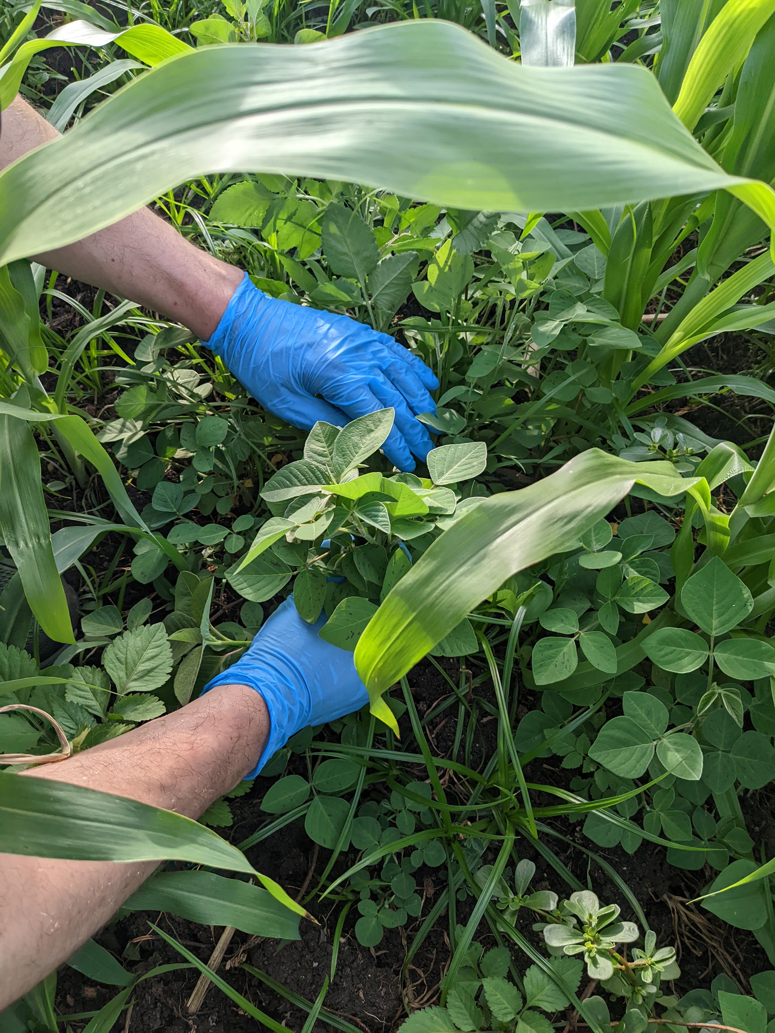 Desmodium_Meredith_Schuman