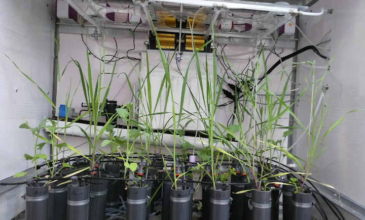 How roots influence climate change