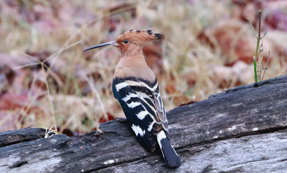 Gone with the wind? How small birds move to the wintering grounds