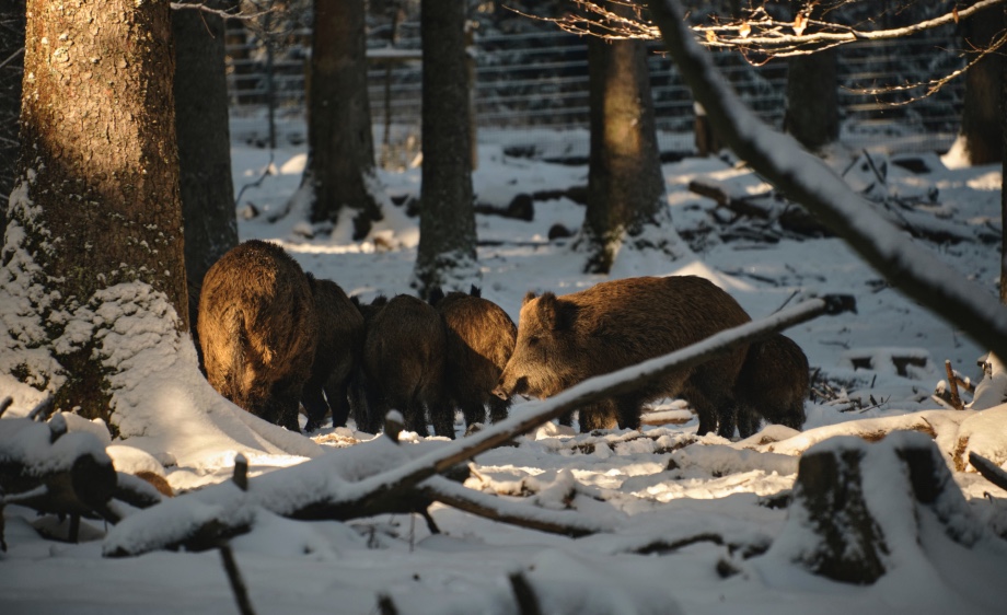 Spatial aspects of potential disease spread and its containment among free-ranging wild boar in Switzerland considering possible spillover to domestic pigs