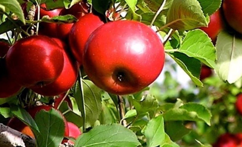 Äpfel Food sustainability project
