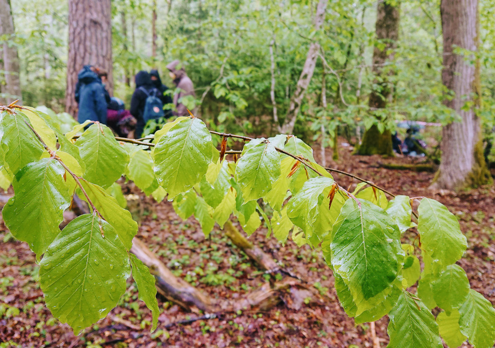 Learning in the forest