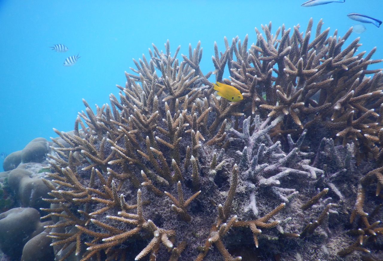 Coral reef from Mauritius (credit: Oliver Selmoni)