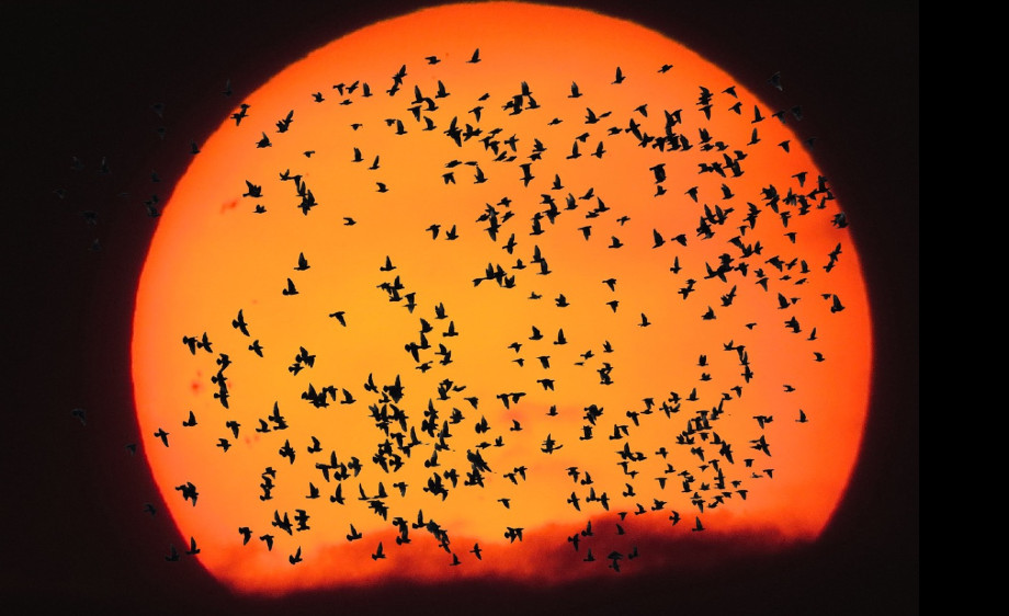 Birds use valleys and passes to cross the Alps