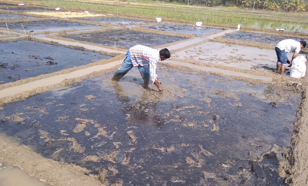 treatments before planting the rice
