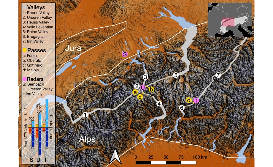 High-intensity bird migration along Alpine valleys calls forprotective measures against anthropogenically inducedavian mortality