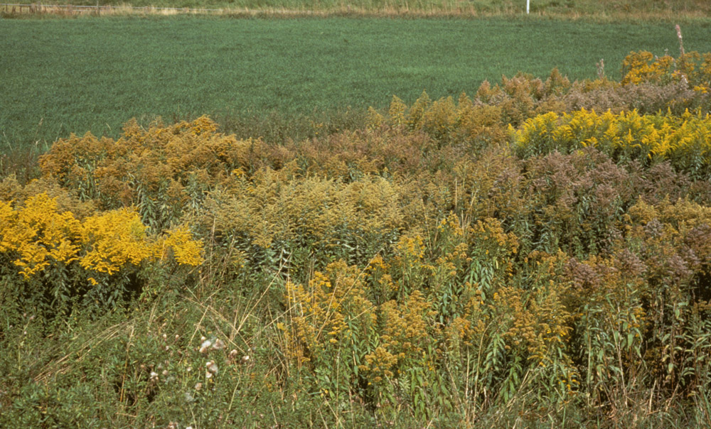 Solidago altissima 