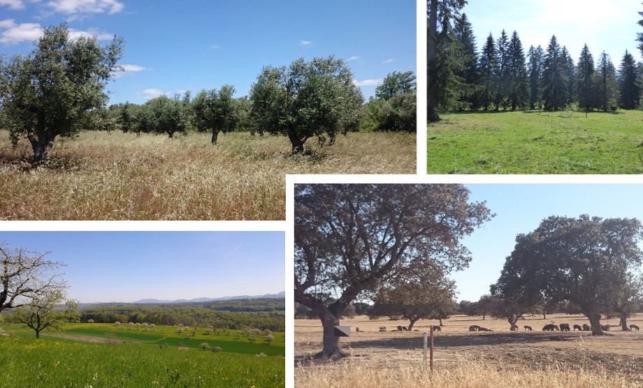 Spatially explicit mapping and assessment of ecosystem services on landscape scale provided by agroforestry systems