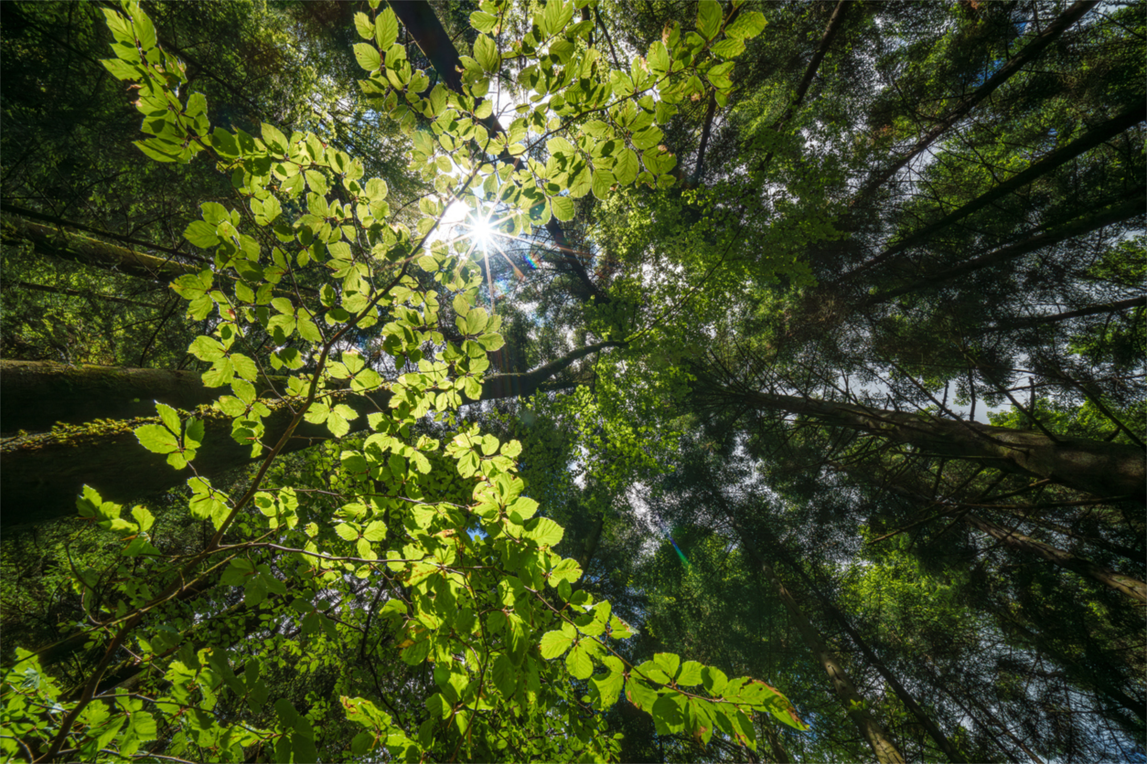 sun shinig through green leaves