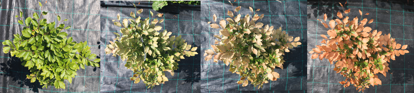 Drought_timeline_Dave_Kurath