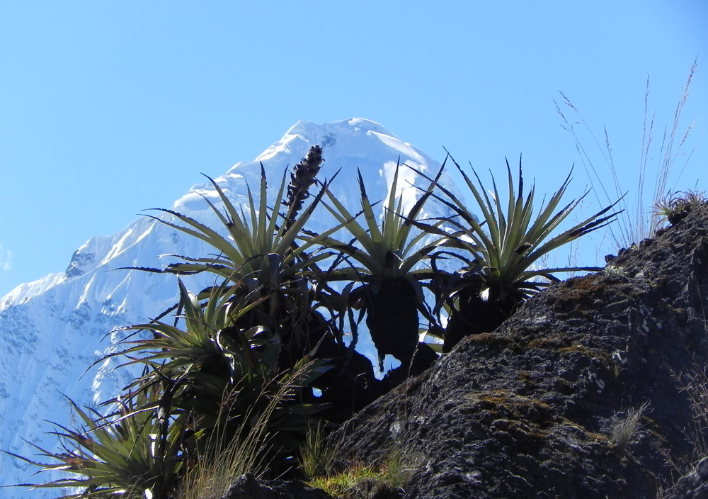 Tropical beauty: Bromeliads growing in front of the Veronica glacier, Central Andes, Southern Peru