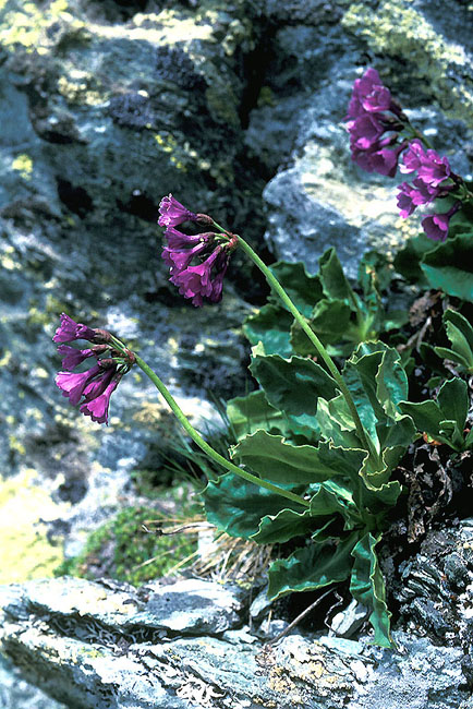 Primula latifolia