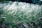 Feathergrass
